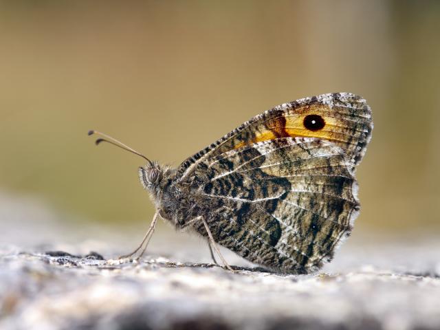 Grayling (underwing) - Patrick Clement
