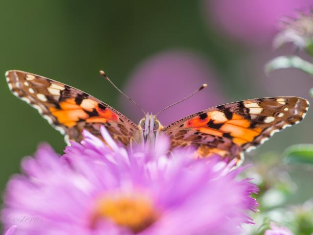 Painted Lady - Jaco Costerus