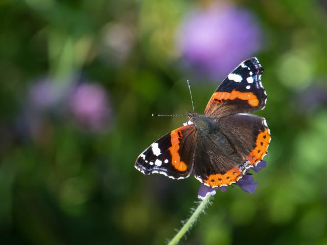 Red Admiral - Tim Melling