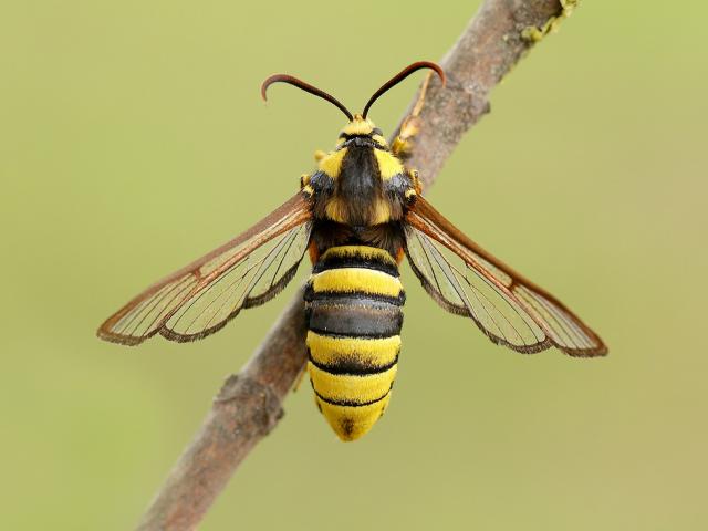 Hornet Moth - Iain Leach