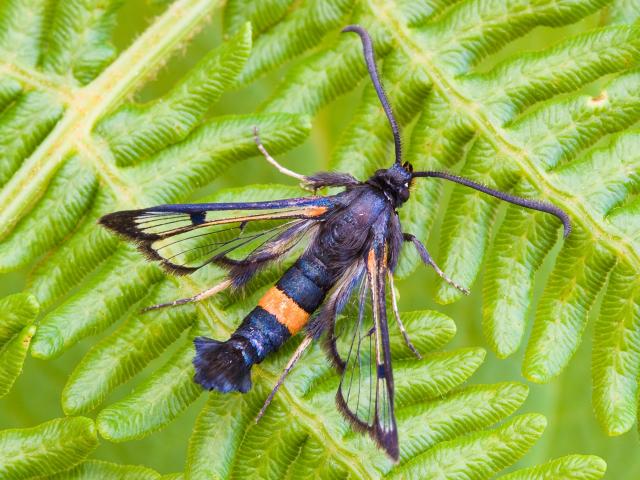 Large Red-belted Clearwing - Allan Drewitt