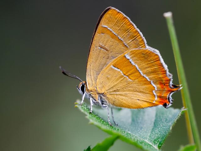 Brown Hairstreak butterfly perched on a leaf