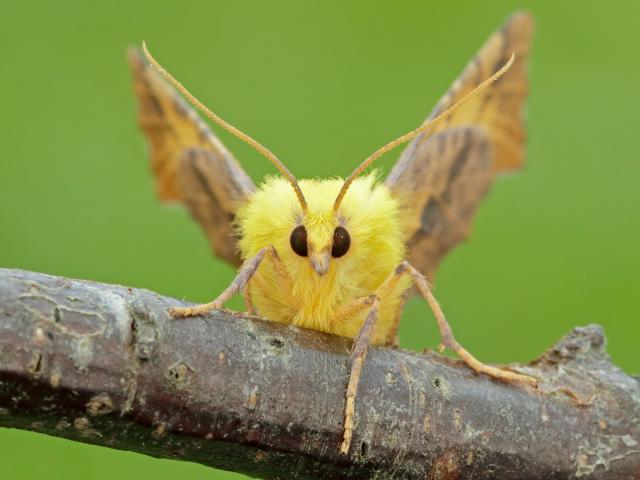 Canary-shouldered Thorn - Iain H Leach