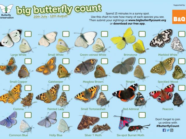 Big Butterfly Count Chart 2018