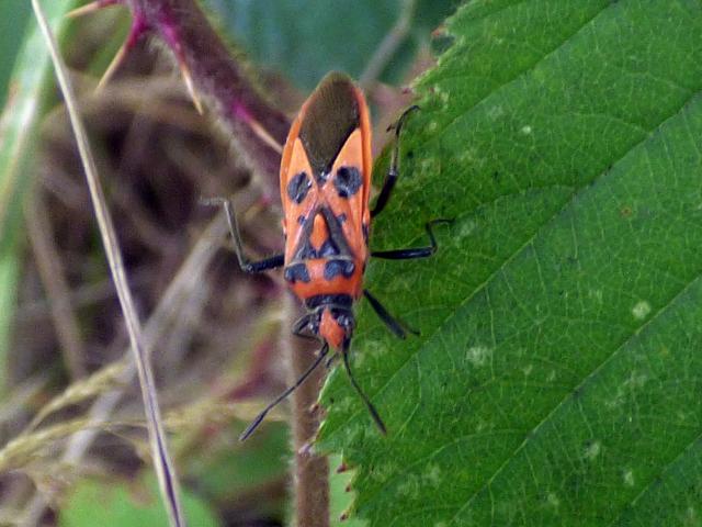 Bug Corizus hyoscyami - John Davison 120918
