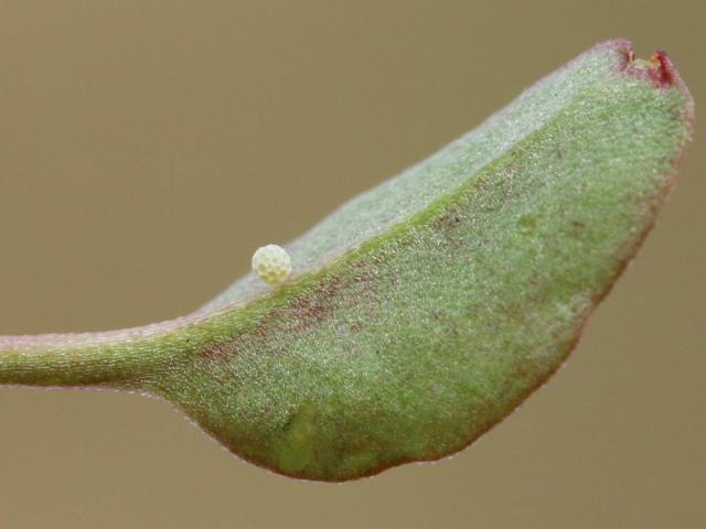 Small Copper Egg - Toby Ludlow