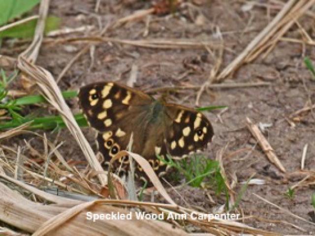 Speckled Wood Carton Woods