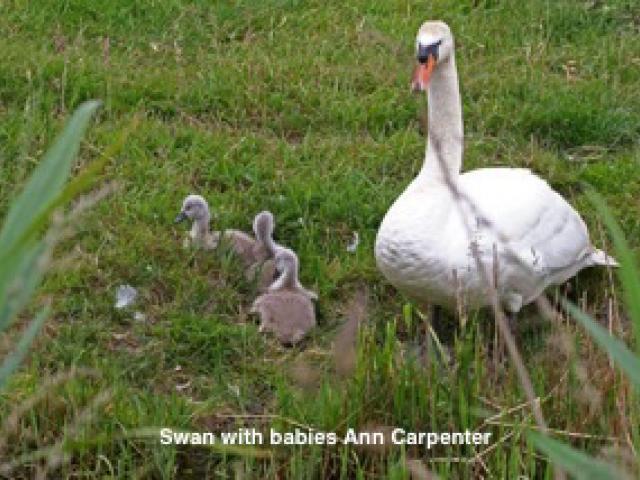 Swan with babies Carlton Marshes 17Jun18