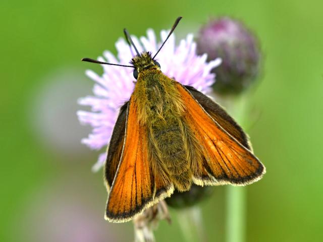 Small Skipper (upperwing) - Andrew Cooper