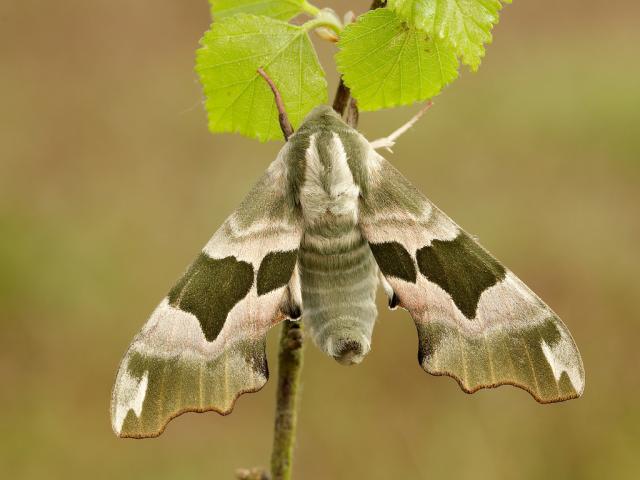 Lime Hawk-moth by Iain Leach