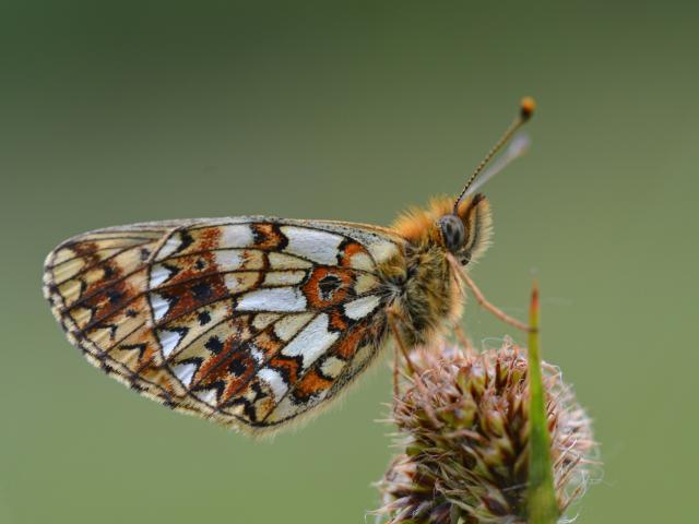 Small Pearl-bordered Fritillary (underwing) by Andrew Cooper