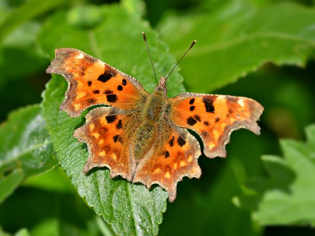 Comma (upperwing) by Andrew Cooper