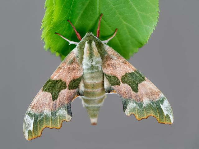 Lime Hawk-moth by Adam Gor
