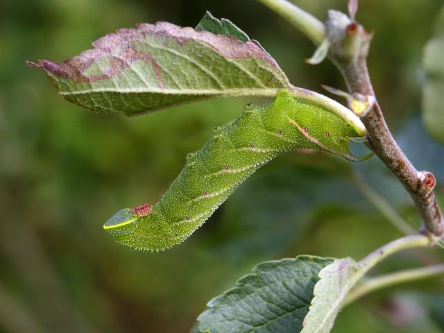 Eyed Hawk-moth (caterpillar) - Patrick Clement