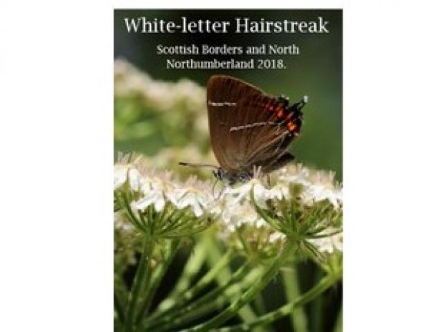White-letter Hairstreak Summary 2017-2018