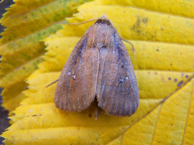 Twin-spotted Wainscot moth