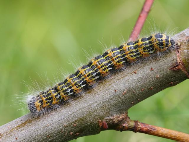 Buff Tip Caterpillar (Patrick Clement)