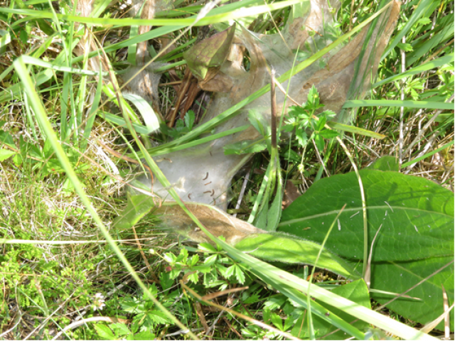 Marsh Fritillary larval web