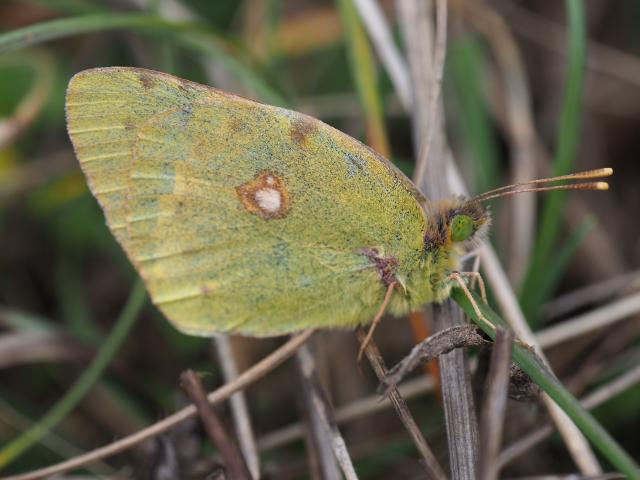 Clouded Yellow - David Hasell (2) - Denbies