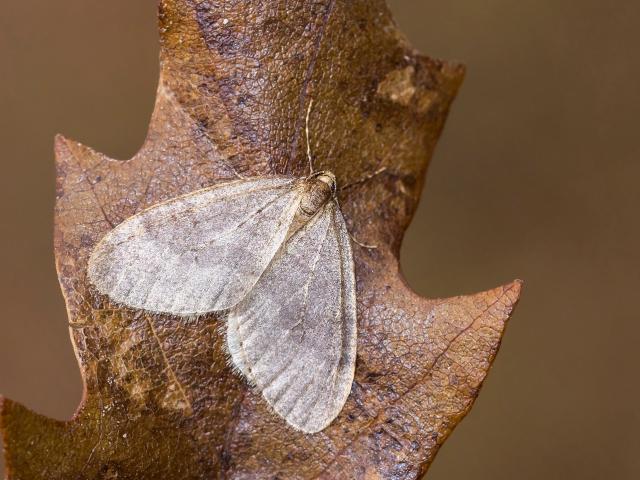 Winter moth - Tamás Nestor