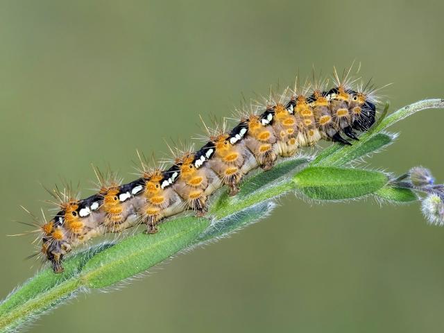 Jersey Tiger (caterpillar) - Tamás Nestor