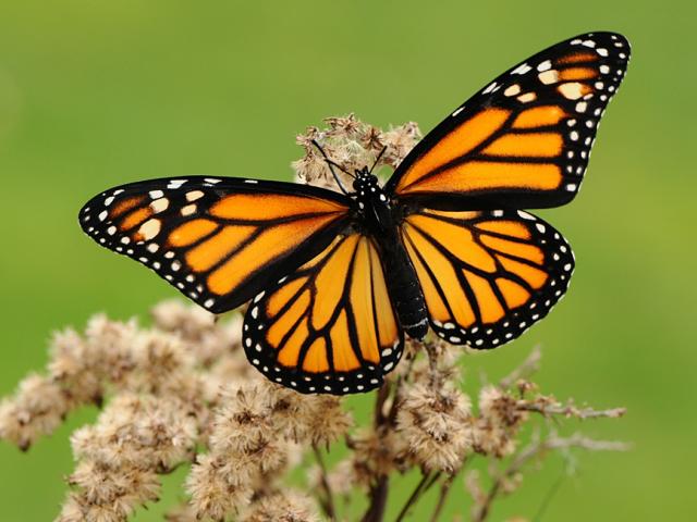 Monarch (female/upperwing) - Pete Withers