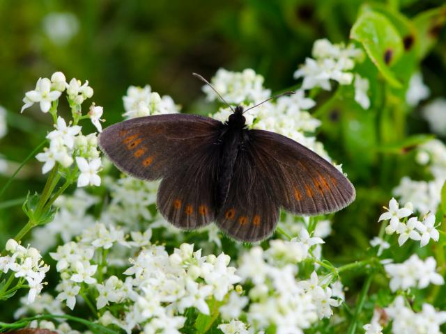 Mountain Ringlet (male/upperwing) - Tim Melling