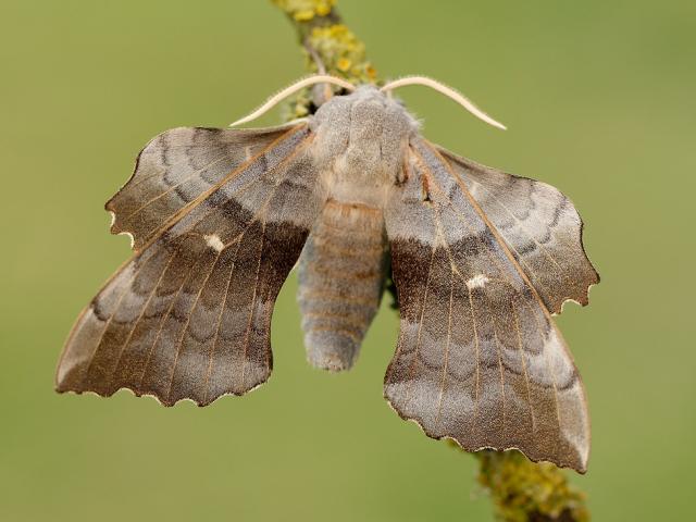 Poplar Hawk-moth - Iain Leach
