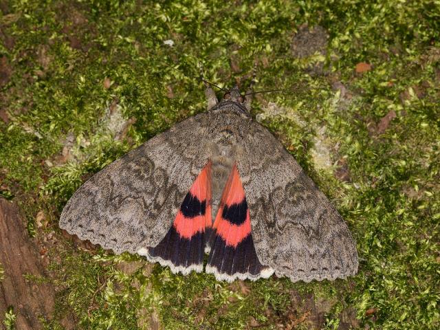 Red Underwing - Iain Leach