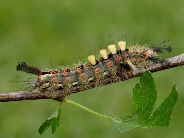 Vapourer moth (caterpillar) - Iain Leach