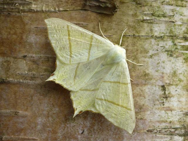 Swallow-tailed Moth - Patrick Clement