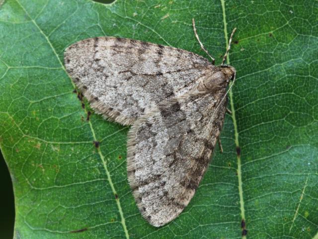 Winter moth (male) - Garry Barlow