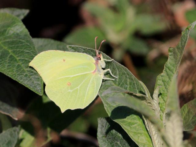 Brimstone on Oxted Downs