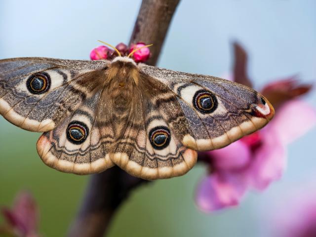 Emperor moth (female) - Adam Gor