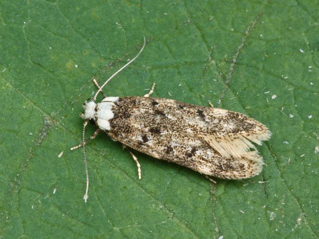 White-shouldered House-moth - Peter Maton