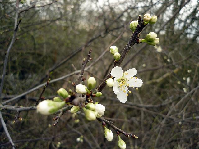 Blossoming at Snakeholme