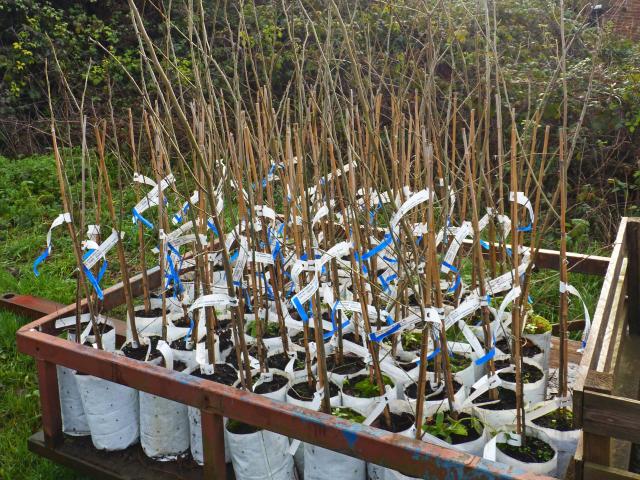 Elm trees ready to be planted