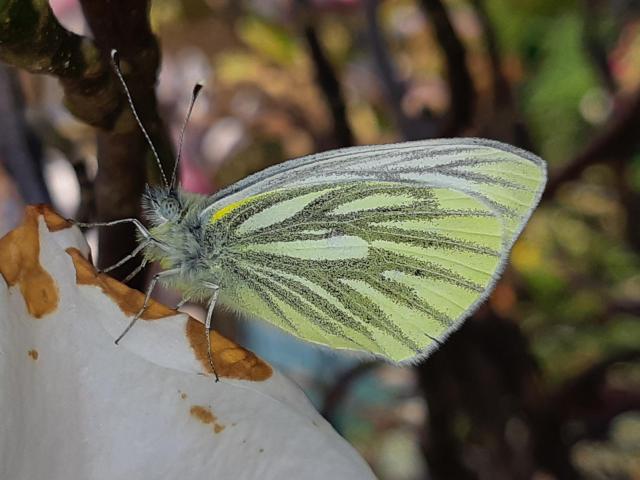 Green-veined White - Brian Hedley