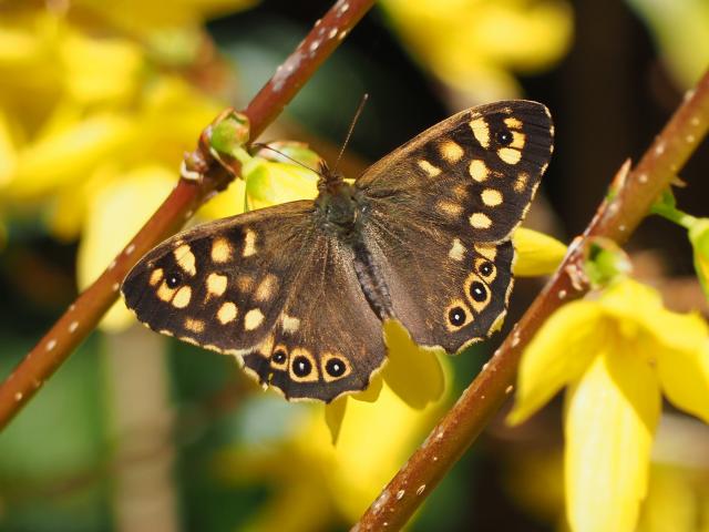 Surrey Speckled Wood David Hasell
