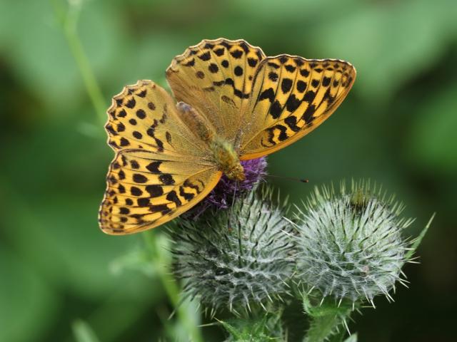 Silver-washed Fritillary (female/upperwing) - Colin Pumfrett