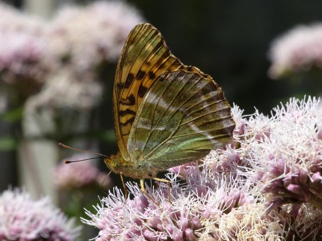 Silver-washed Fritillary - Dave Wright