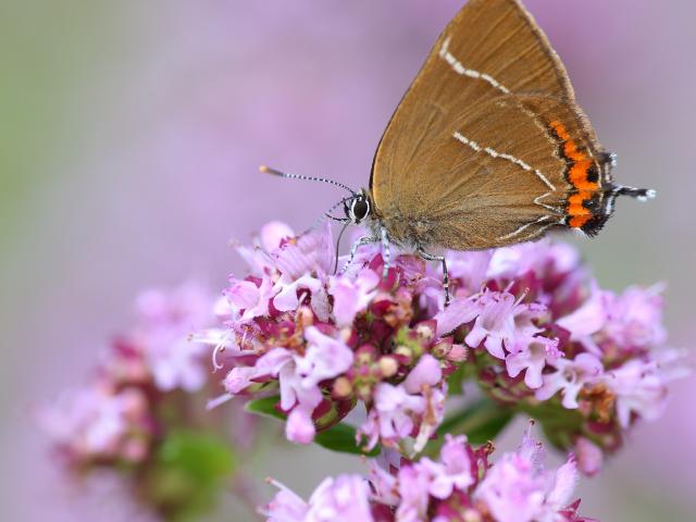 White-letter Hairstreak butterfly by Mike McKenzie