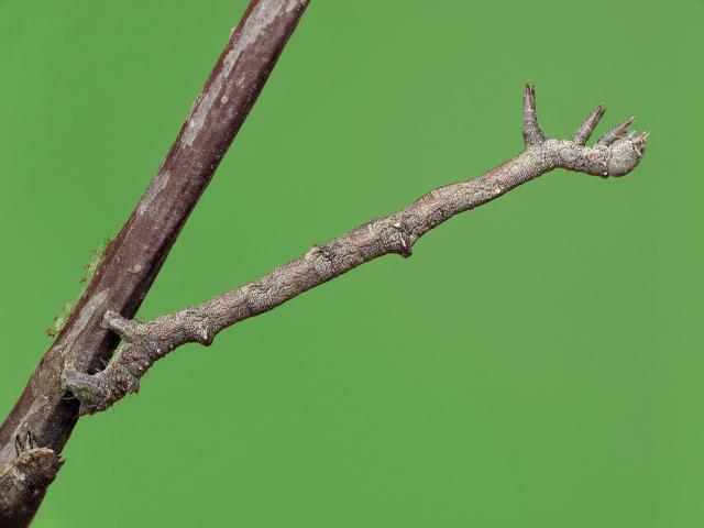 Large Thorn (caterpillar) - Ryszard Szczygieł