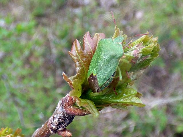 Green Shieldbug - Palomena prasina at Snakeholme 230419