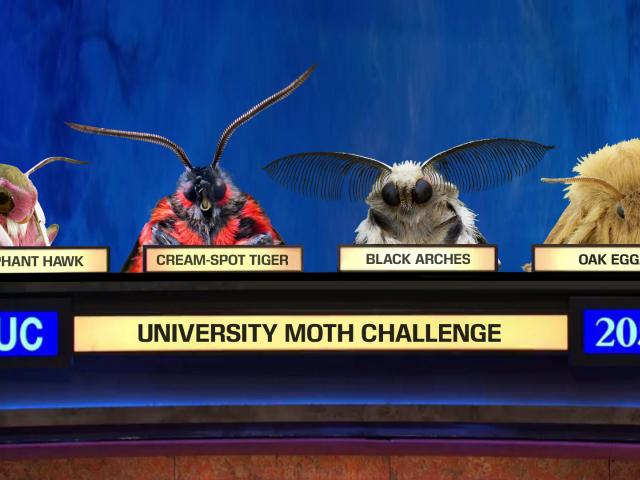 Uni moths