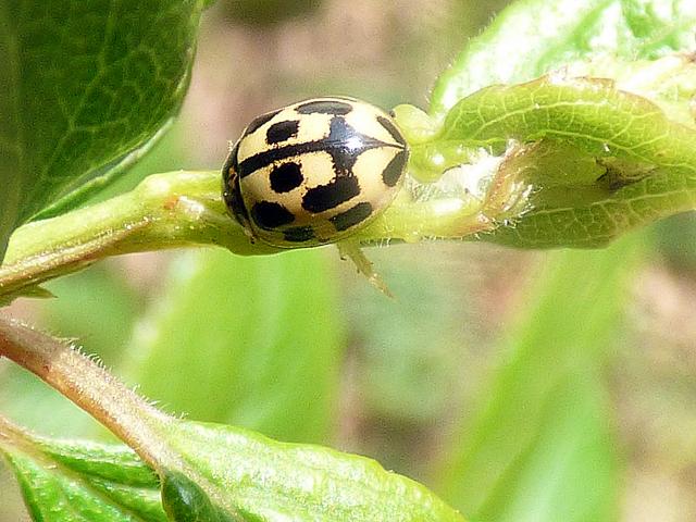 14 Spot ladybird - Propylea quattuordecimpunctata 300419