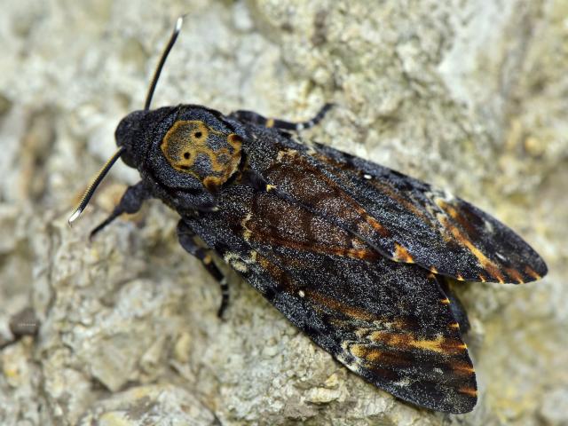 Deaths-head Hawk-moth - Ervin Szombathelyi