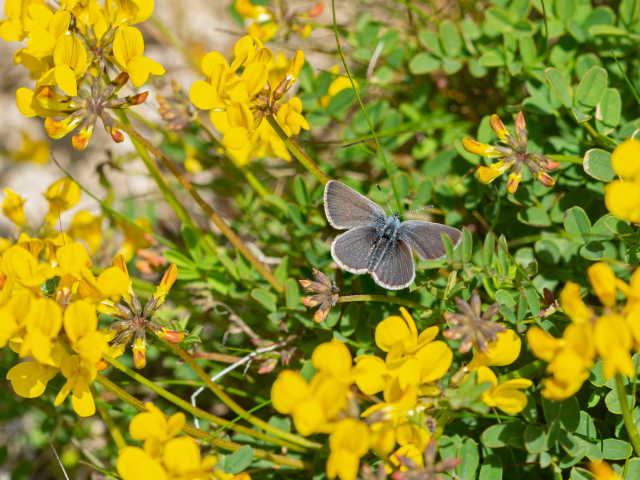 Small Blue butterfly by Andrew Cooper