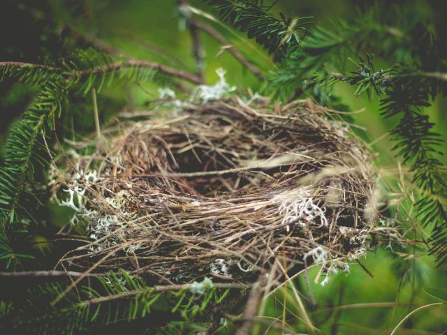 Bird nest - Pixabay