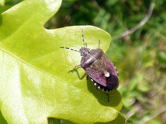 Hairy Shieldbug at Snakeholme 140519